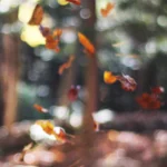 Picsum ID: 776